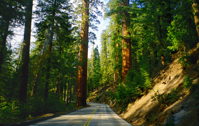 Giany Sequoias