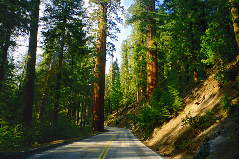 Giany Sequoias