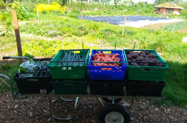 Sims Hill veg