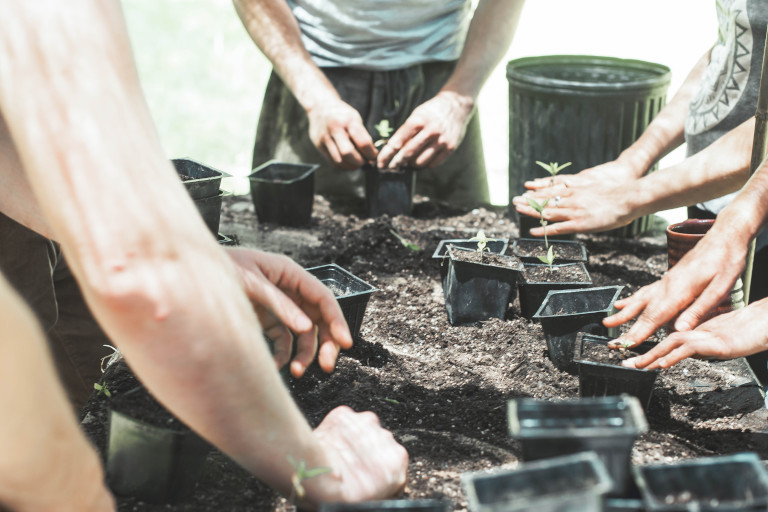 sowing seeds