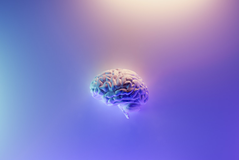 the brain