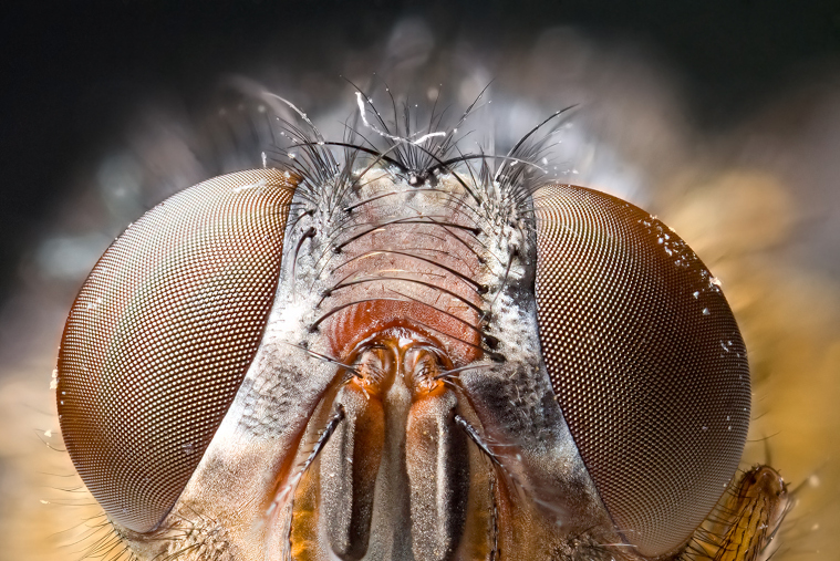 Insects