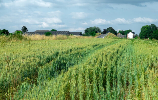 The Corioule farm in Assesse, with its fields of organic cereals © Adèle Violette