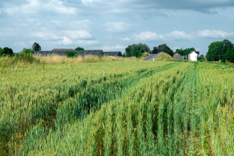 The Corioule farm in Assesse, with its fields of organic cereals © Adèle Violette