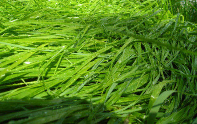 Sweet grass