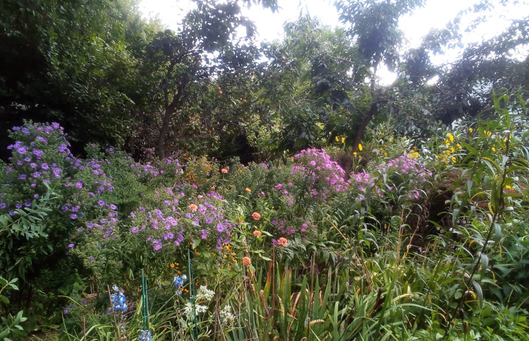 garden