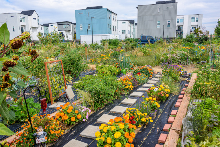 community garden