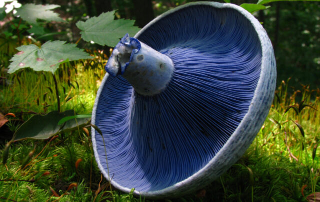 Lactariius indigo