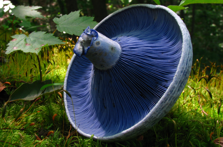 Lactariius indigo