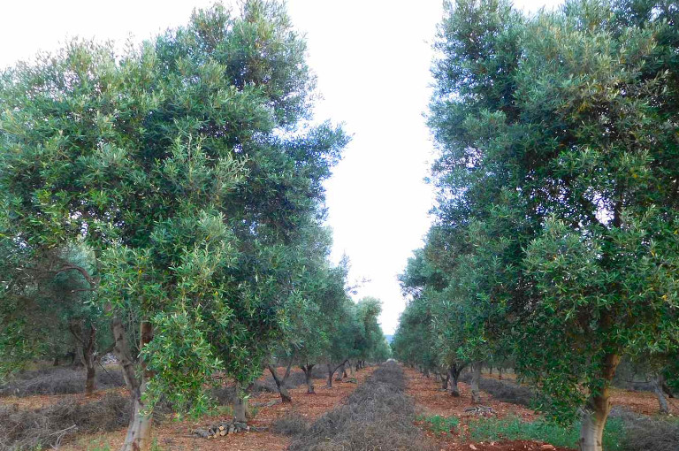 Pruned olive trees in Italy