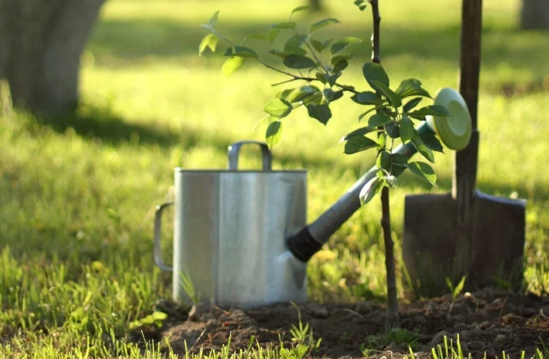 apple tree