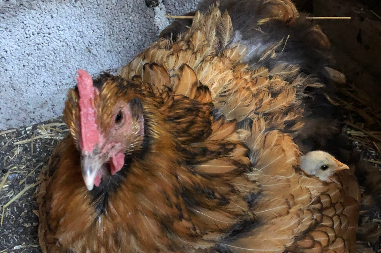 chicken with baby