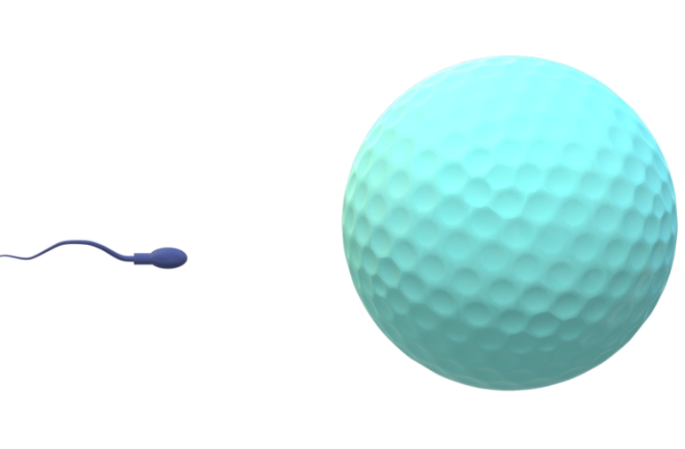 Ovum and Sperm
