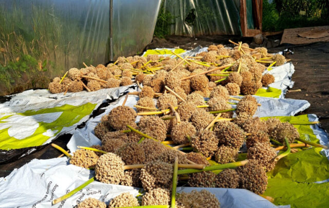 Seed saving of the Cloughjordan Onion