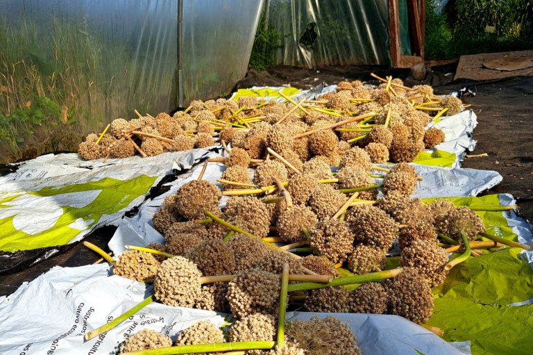 Seed saving of the Cloughjordan Onion