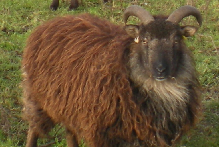 Boreray Ewe