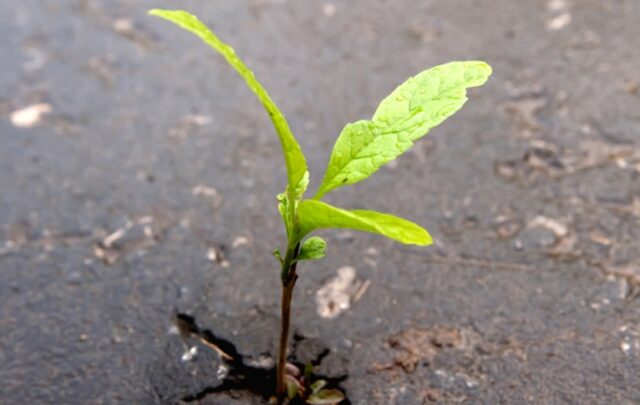 Young sprout makes the way through asphalt on city road (2009)