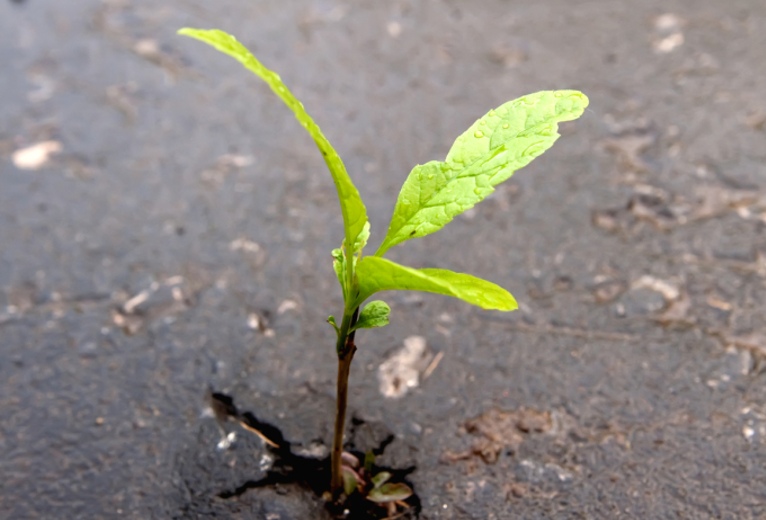 Young sprout makes the way through asphalt on city road (2009)