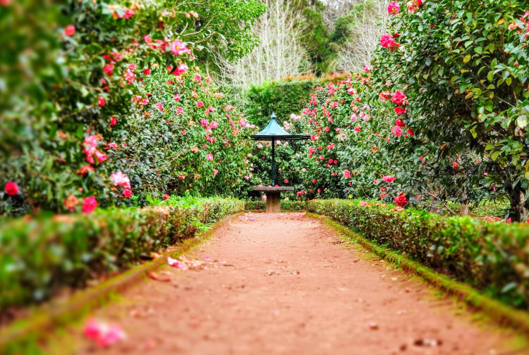 garden