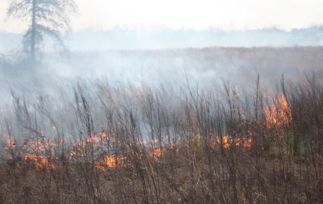 Wildfires