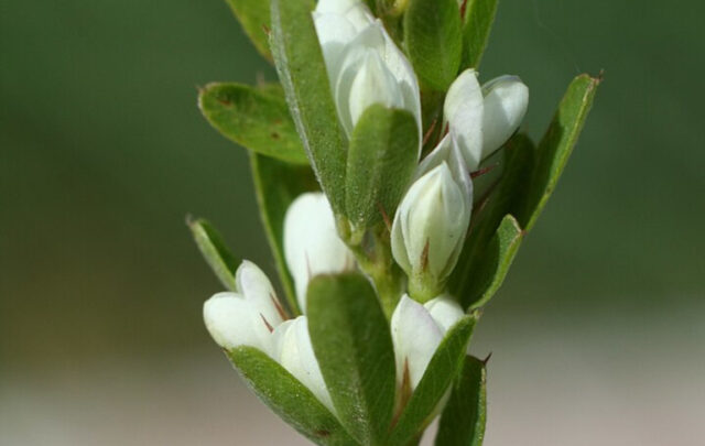 Chinese bushclover