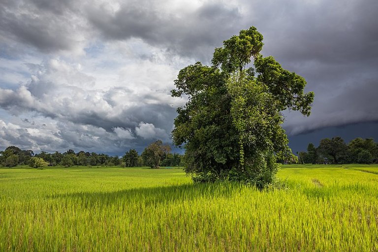 Leafy tree in the green paddy fields of Don Det (Laos), under a heavy cloudy sky in August 2017 during the monsoon.