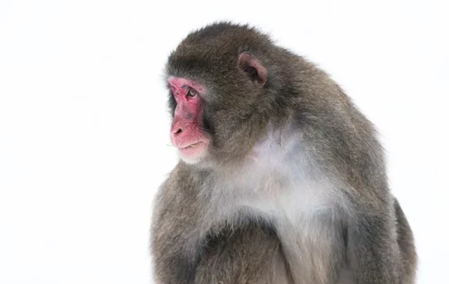 macaque