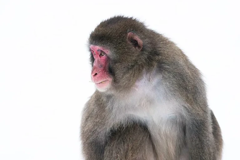 macaque