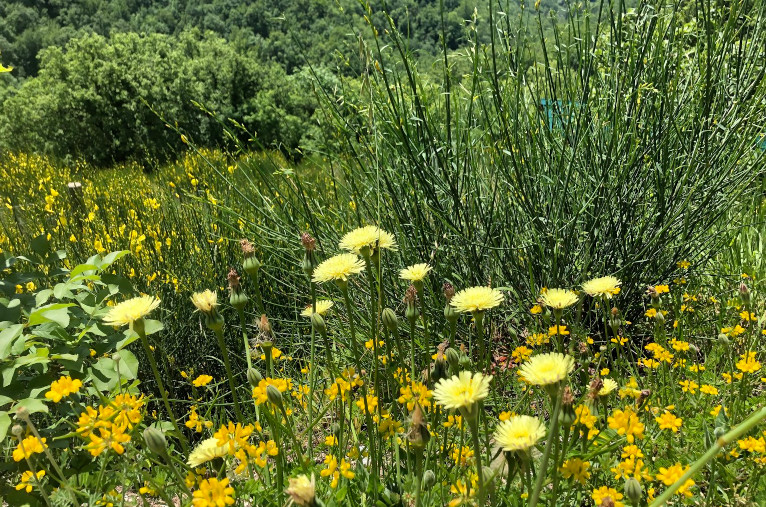 weeds