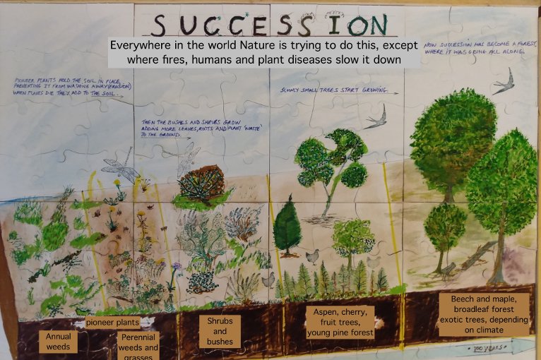 Painting of the succession process by Tony Buck.