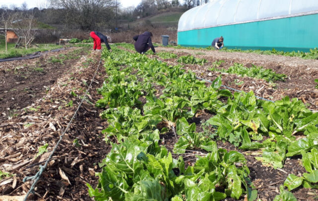 market garden