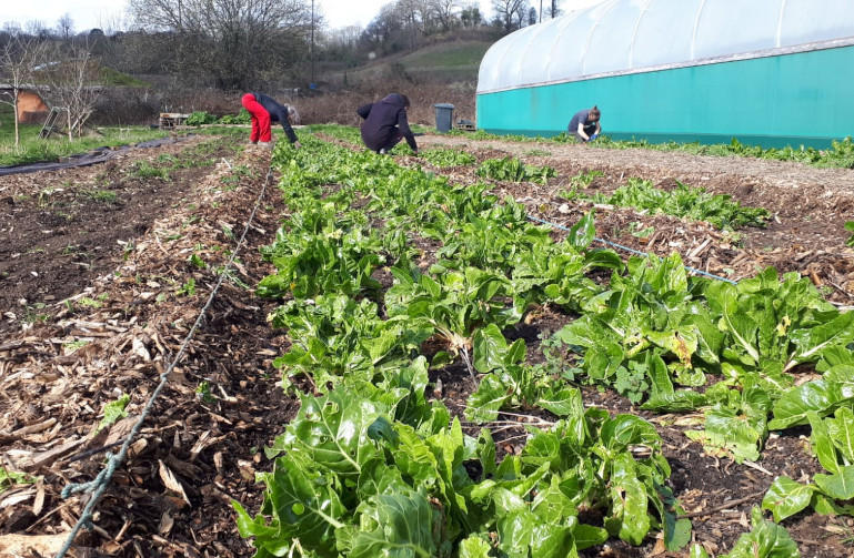 market garden