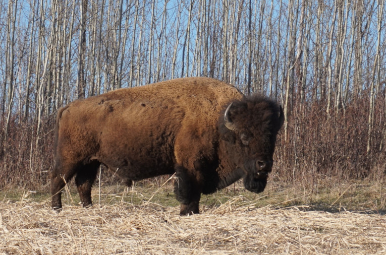 Bison at Elk Island