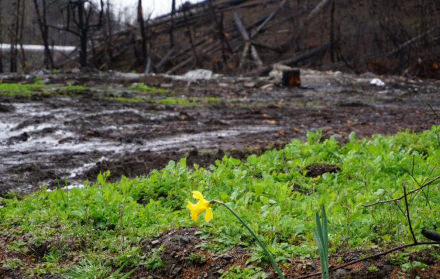 after the fire