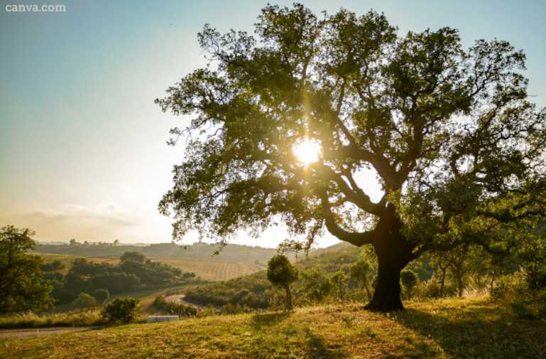 Tree in the sun