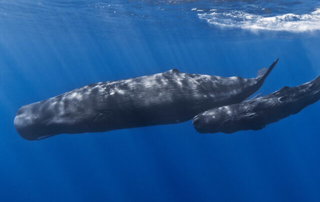 Mother and baby sperm whale