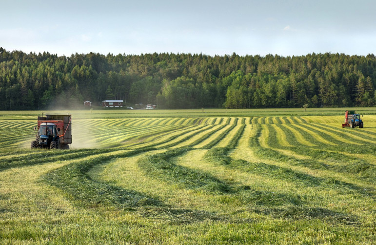 Swedish silage field