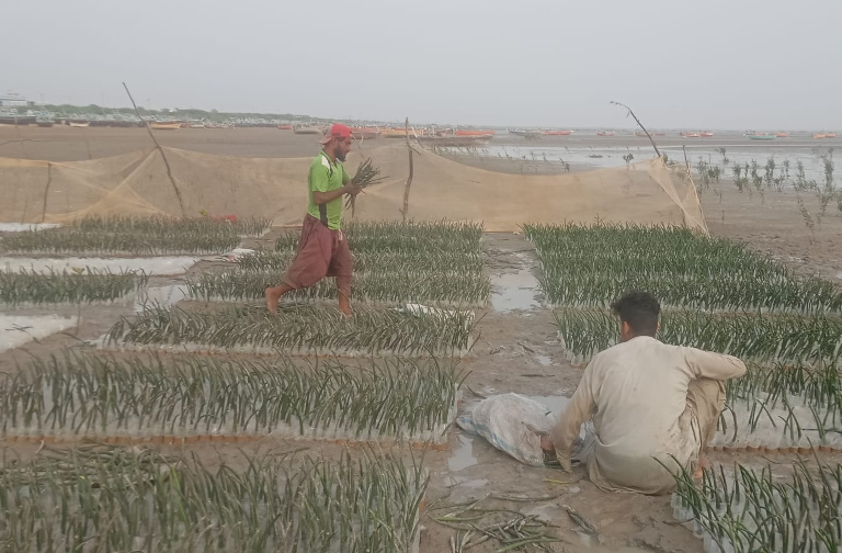 Workers plantng mangrove seeds