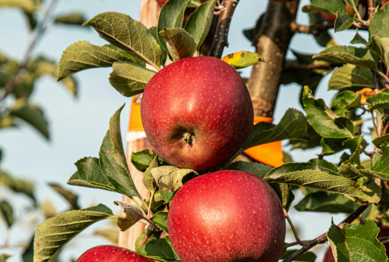 Apples