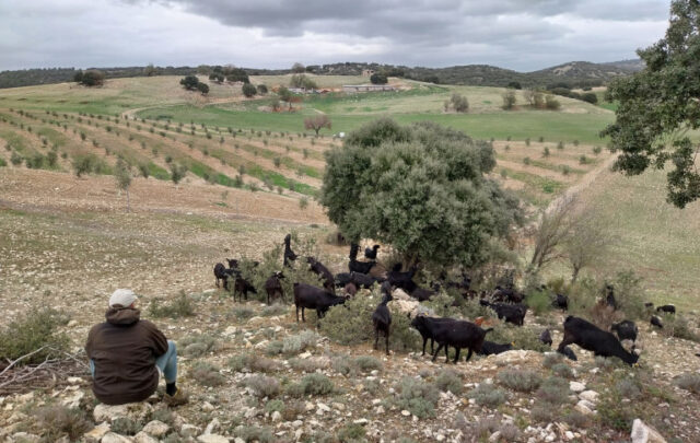 El Manzano goats