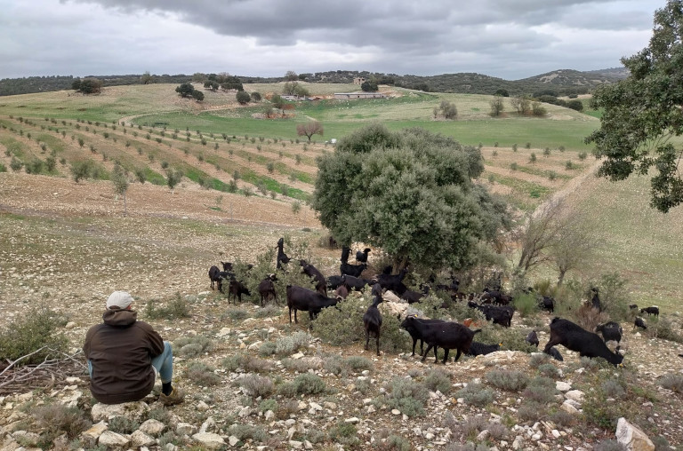 El Manzano goats