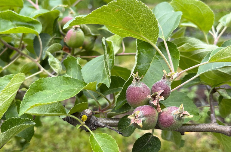 Philadelphia Orchard project fruit tree