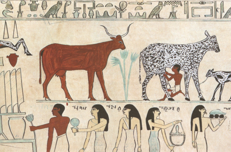 Milking cows in ancient Egypts