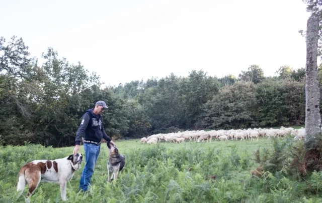Shepherd with sheep