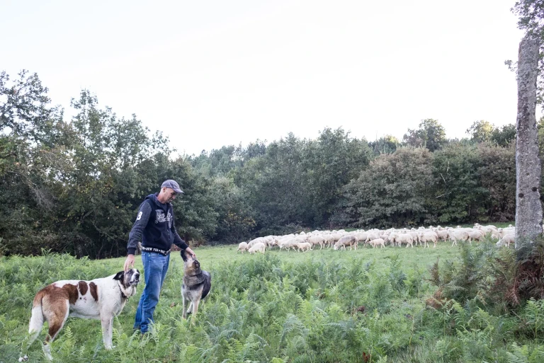 Shepherd with sheep
