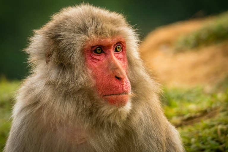 monkey