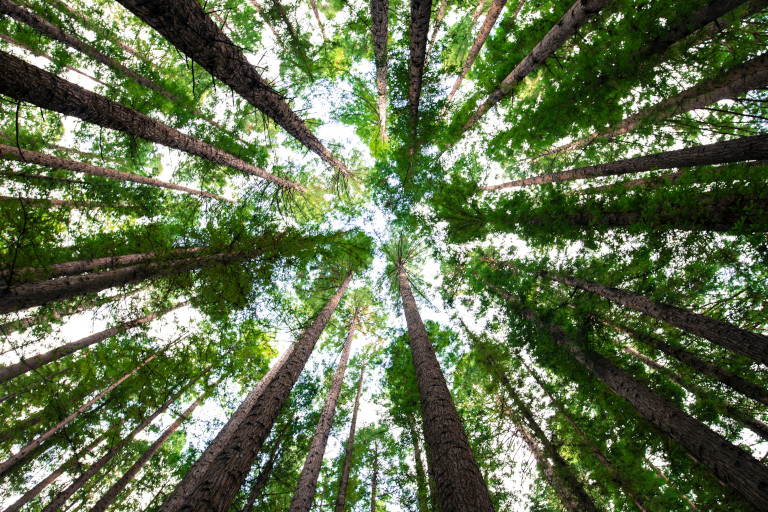 trees
