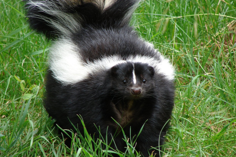 skunk