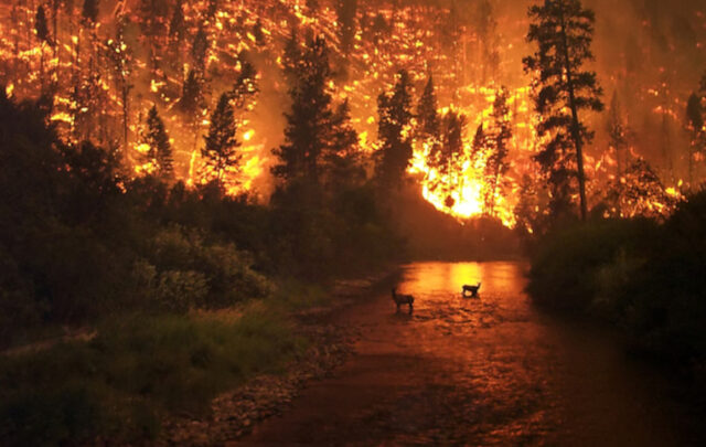 forest fire