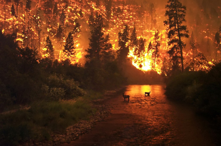 forest fire